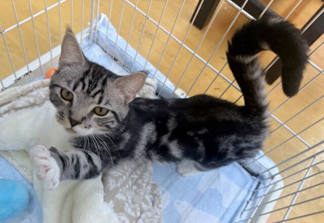 最新📷懐っこすぎてメロメロになっちゃう!マンチカン マンチカン