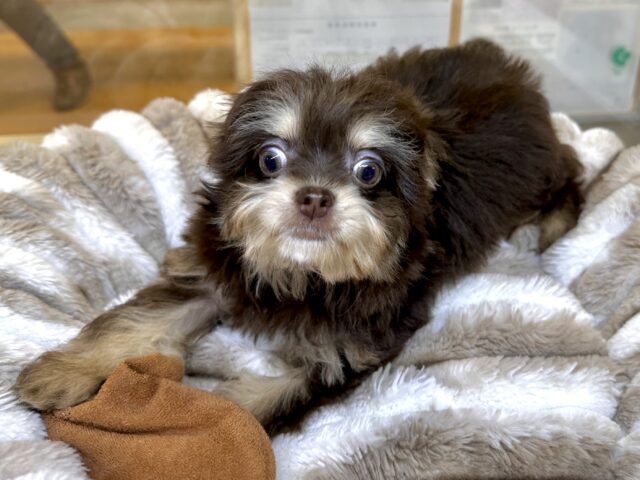 かわいいチョコレートカラー🍫💝ミックス犬(チワワ✖️トイプードル)女の子 チワプー