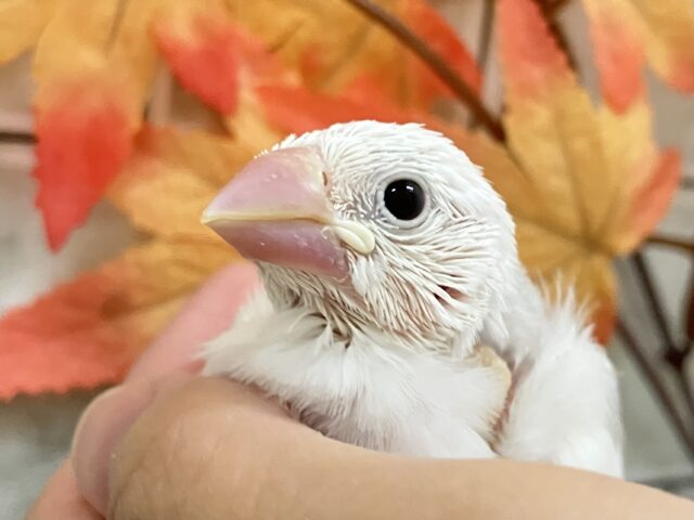 わたあめ飛び込め‎🤍♬.*ﾟブンブーン！✈️💨白文鳥(2025年10月中~下旬生まれ)