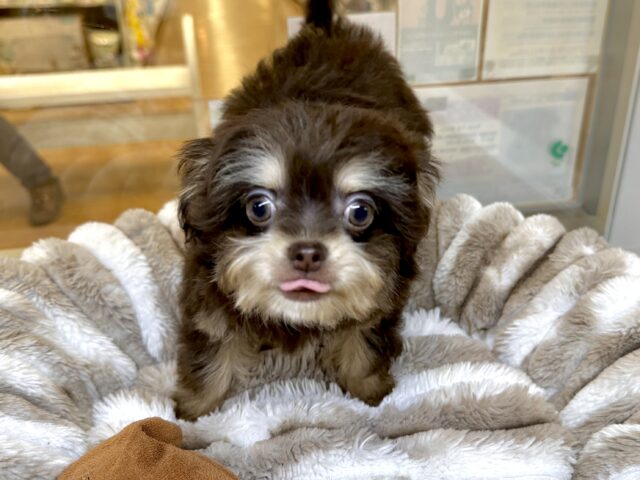 かわいいチョコレートカラー🍫💝ミックス犬(チワワ✖️トイプードル)女の子 チワプー