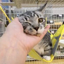 最新📷懐っこすぎてメロメロになっちゃう！マンチカン