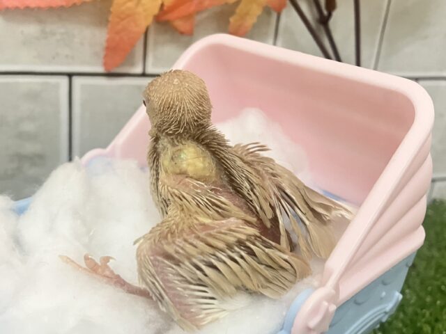 オーダー!🙋♀️🔘ミルクは後入れで🥛⟡.*シナモン文鳥(2025年10月下旬生まれ) シナモン文鳥
