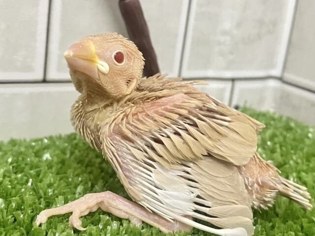 オーダー！🙋‍♀️🔘ミルクは後入れで🥛⟡.*シナモン文鳥(2025年10月下旬生まれ)