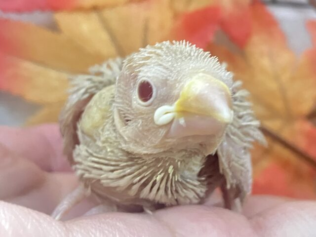 オーダー!🙋♀️🔘ミルクは後入れで🥛⟡.*シナモン文鳥(2025年10月下旬生まれ) シナモン文鳥