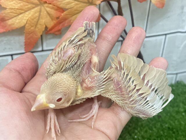 オーダー!🙋♀️🔘ミルクは後入れで🥛⟡.*シナモン文鳥(2025年10月下旬生まれ) シナモン文鳥