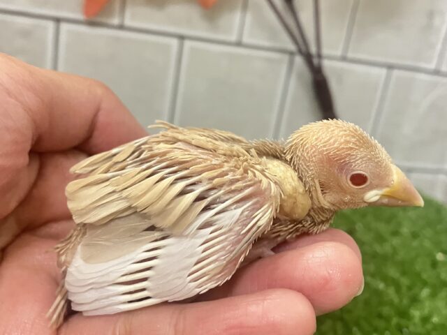 オーダー!🙋♀️🔘ミルクは後入れで🥛⟡.*シナモン文鳥(2025年10月下旬生まれ) シナモン文鳥