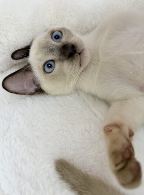 最新📷甘えん坊にゃんこ来ました!トンキニーズくん! トンキニーズ