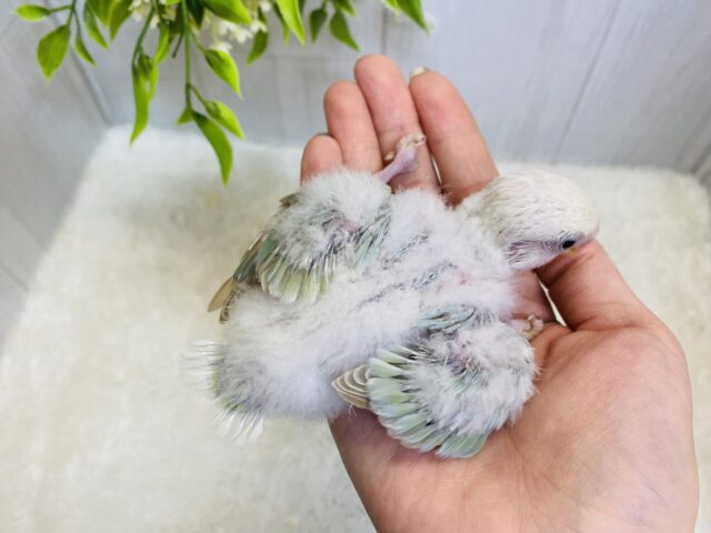 コザクラインコ（小桜インコ）