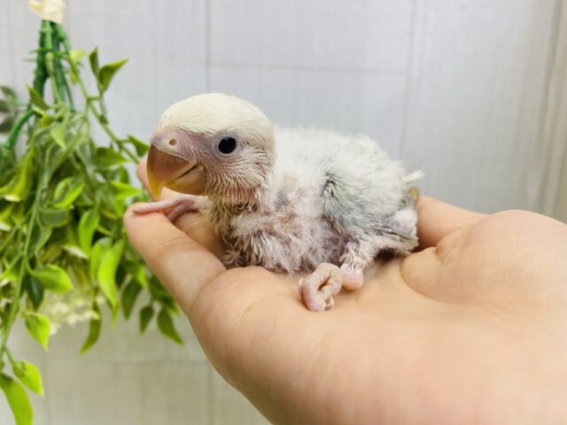 コザクラインコ（小桜インコ）
