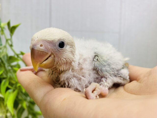 最上級のターコイズ🩵ふわっと優しいお顔のコザクラインコ！（アクアターコイズ系）⭐️