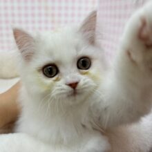 最新📷きゅんきゅんさせちゃう！ラガマフィンくん