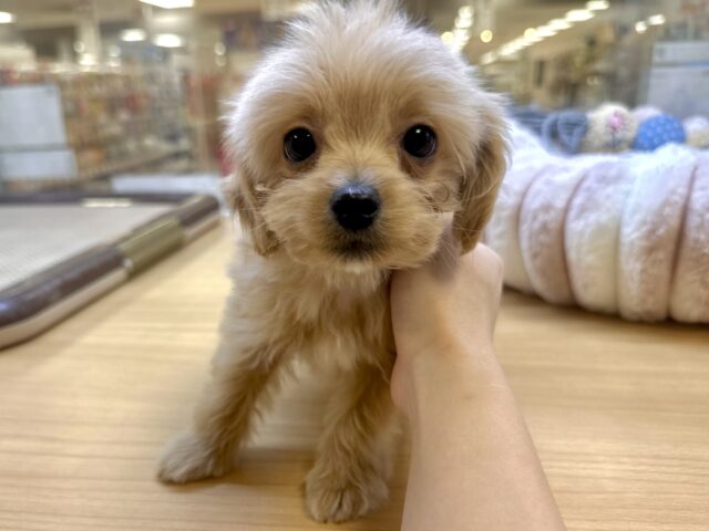 おっとり🧸🌙チワプーくん チワプー