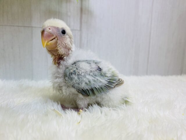 コザクラインコ（小桜インコ）