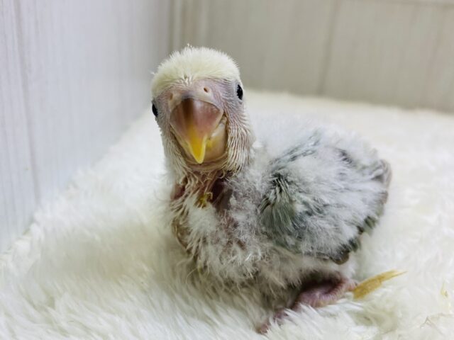 コザクラインコ（小桜インコ）