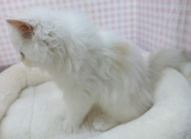 最新📷きゅんきゅんさせちゃう!ラガマフィンくん ラガマフィン