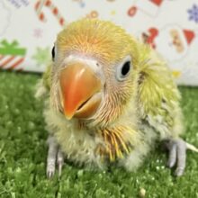 彩りハナマル💮🍅お野菜収穫祭🥬🥗🍴⠜ヤマブキボタンインコ(2025年10月下旬生まれ)