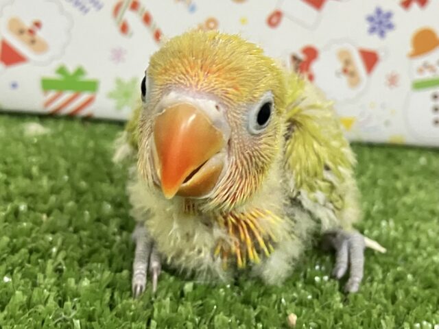 彩りハナマル💮🍅お野菜収穫祭🥬🥗🍴⠜ヤマブキボタンインコ(2025年10月下旬生まれ)