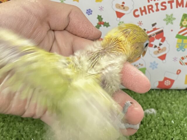 ヤマブキボタンインコ