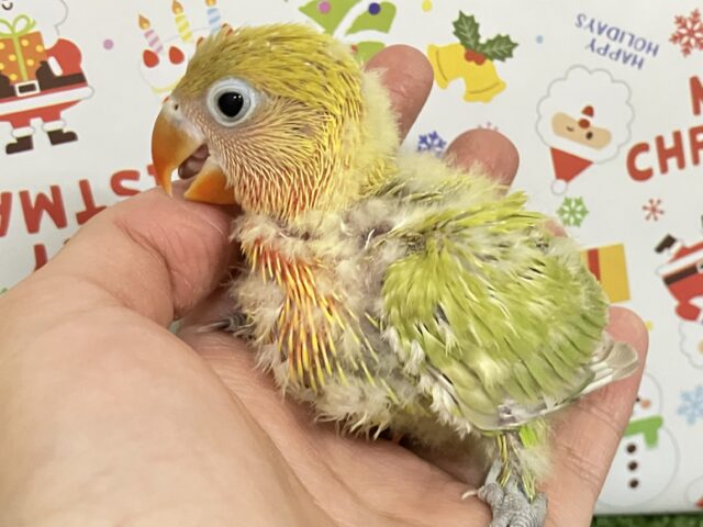 ヤマブキボタンインコ