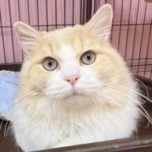 最新📷イケにゃんミヌエットくん！