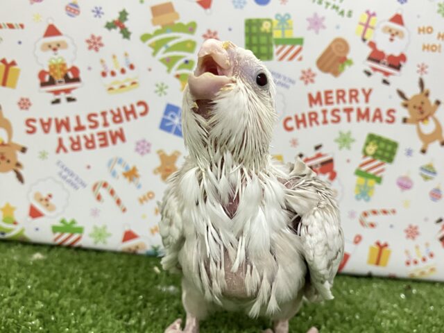 セピアにきらり✧*｡ココ懐日和🥥💭❕オカメインコ(WFシナモンパールパイド/2025年10月下旬生まれ)