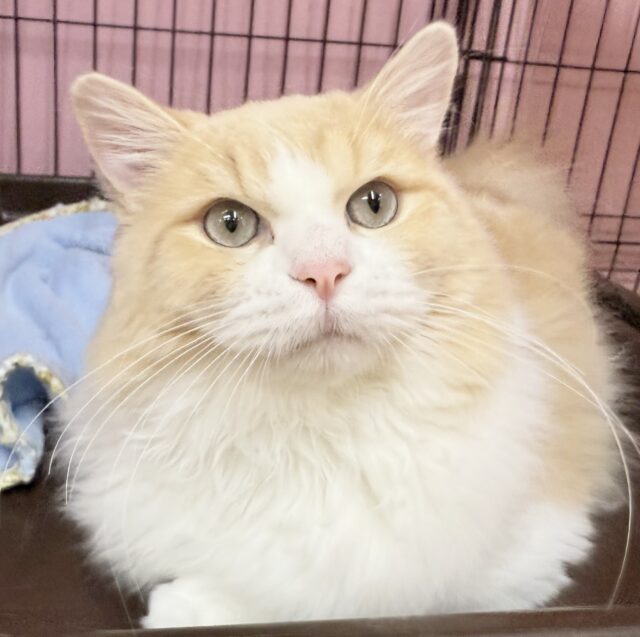 最新📷イケにゃんミヌエットくん! ミヌエット