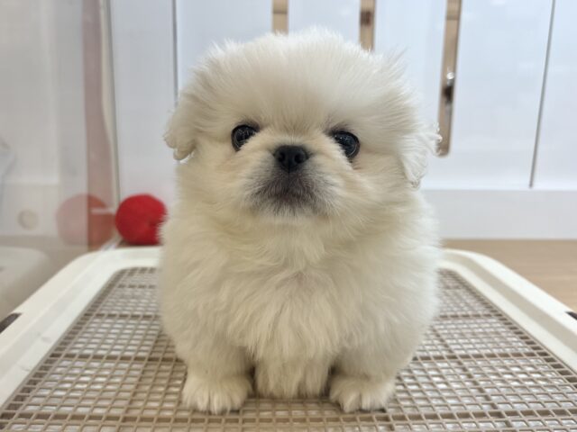 目からハートが溢れ出ちゃう♡ペキニーズくん！