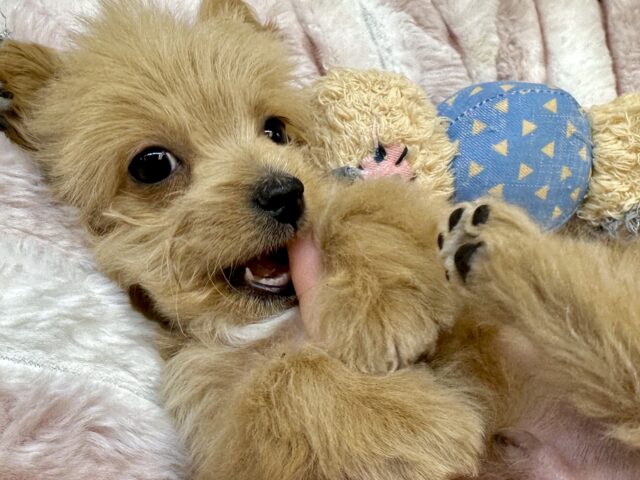 おっとり🧸🌙チワプーくん チワプー