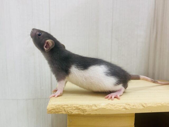 ファンシーラット