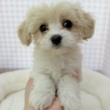 最新📷めちゃカワなキャバビションくん