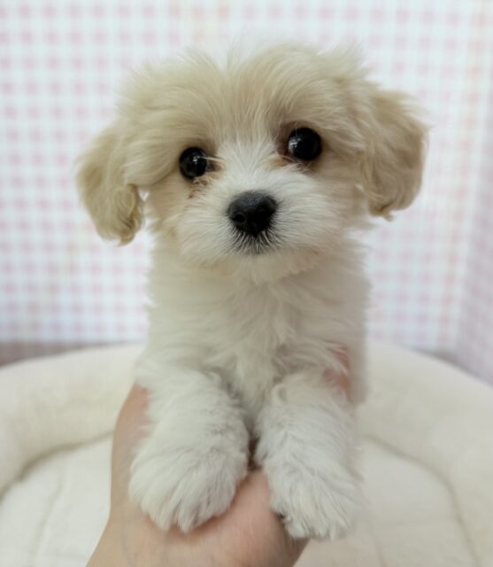 最新📷めちゃカワなキャバビションくん