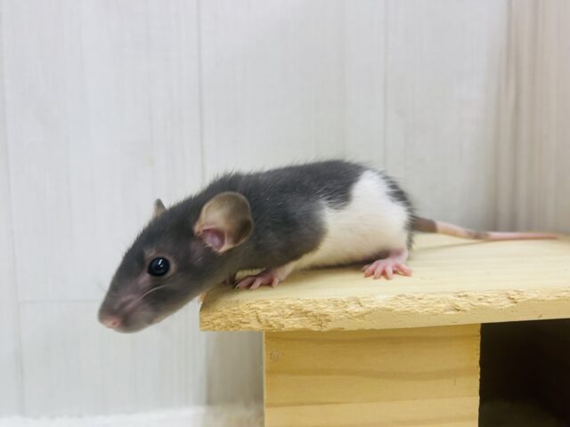 ファンシーラット