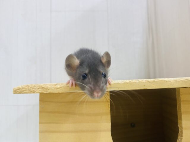 ファンシーラット