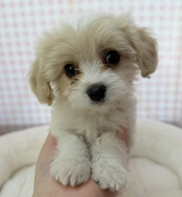 キャバビション