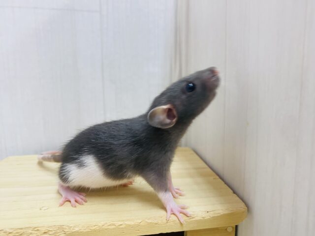 ファンシーラット