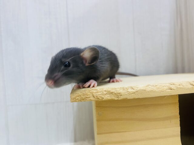 ファンシーラット