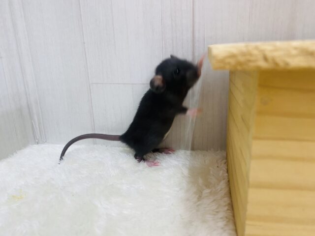 ファンシーラット