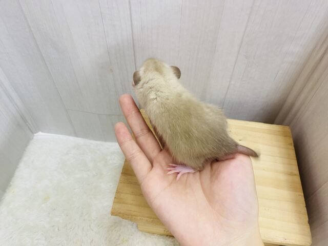 ファンシーラット