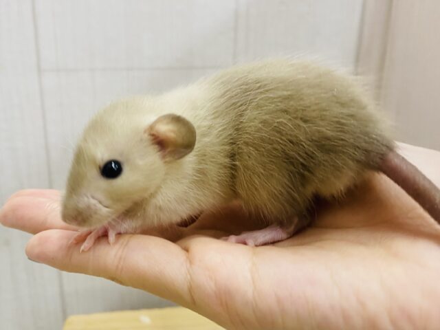 ファンシーラット