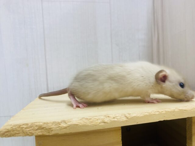 ファンシーラット