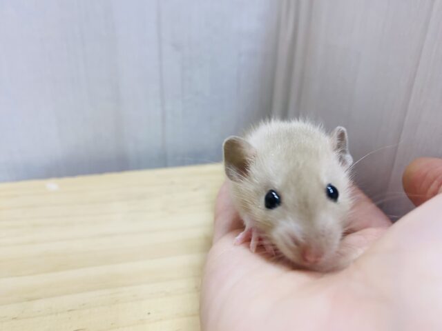 ファンシーラット