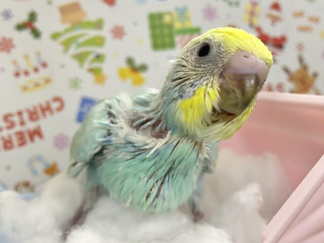 セキセイインコ