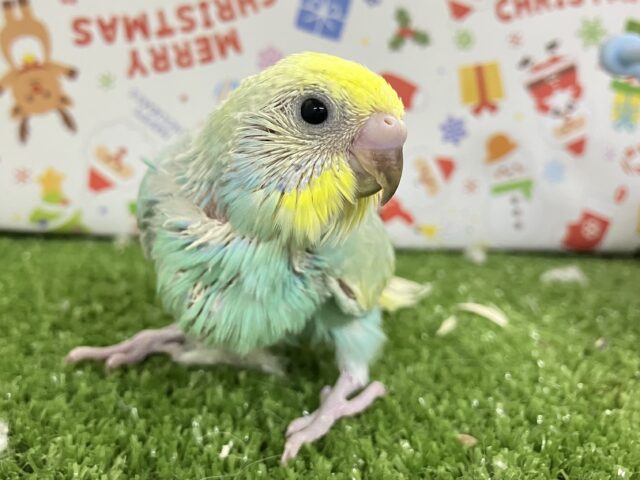 セキセイインコ