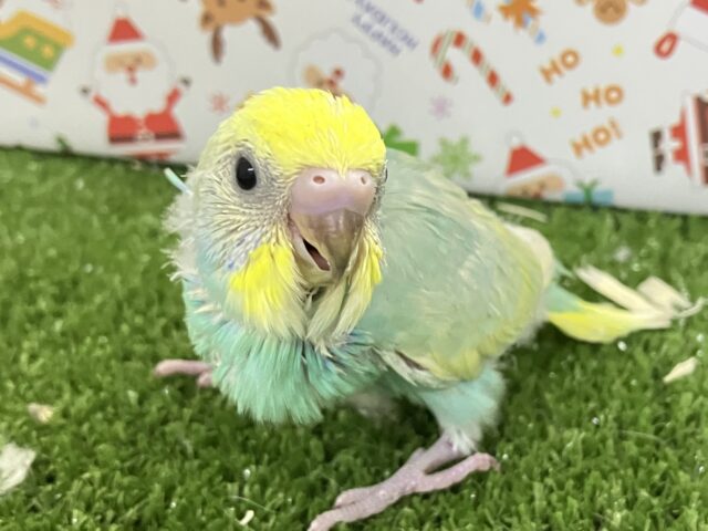 ペコ🌼⟡.*カスタードのお池に一礼┏●セキセイインコ(パステルレインボー/2025年11月生まれ)