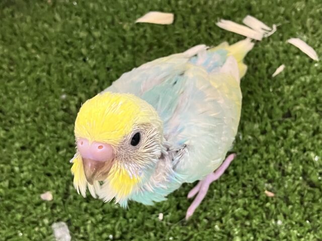 セキセイインコ