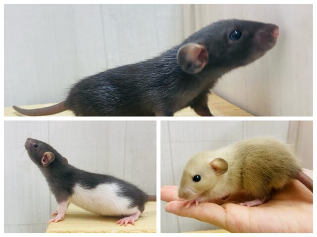 とっても賢いんだぞｫ〜‼️ファンシーラットBOYS😎✨