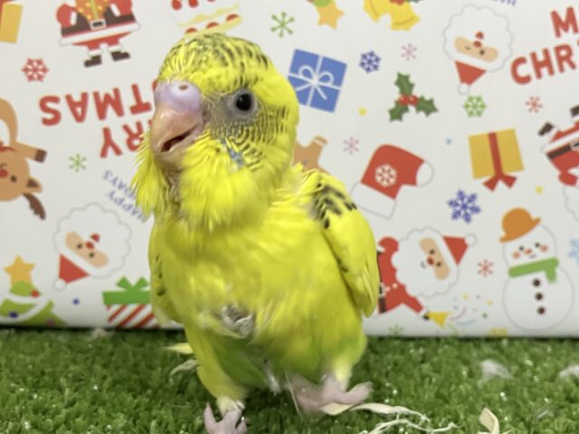 Sparkかますぜレモンソーダ🍋 .*゜(*´罒`*)セキセイインコ(イエローハルクイン/2025年11月上旬生まれ)
