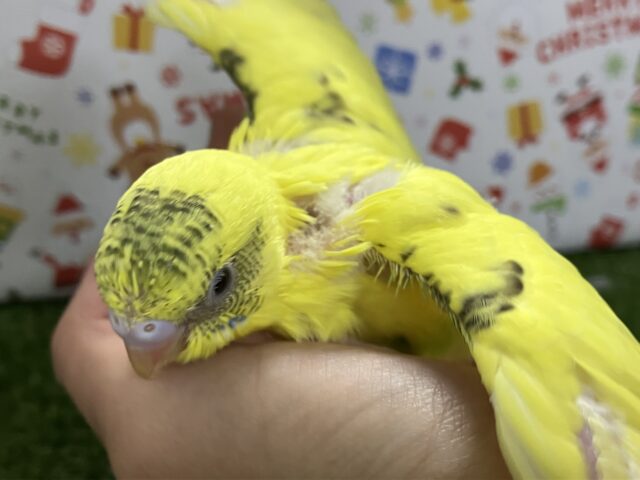 セキセイインコ