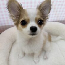 最新📷激かわ！ロングチワワの女の子❤︎