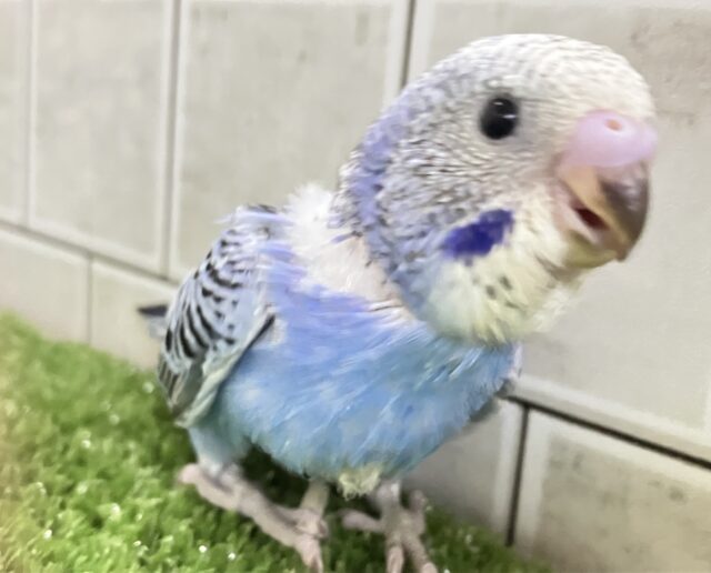 セキセイインコ